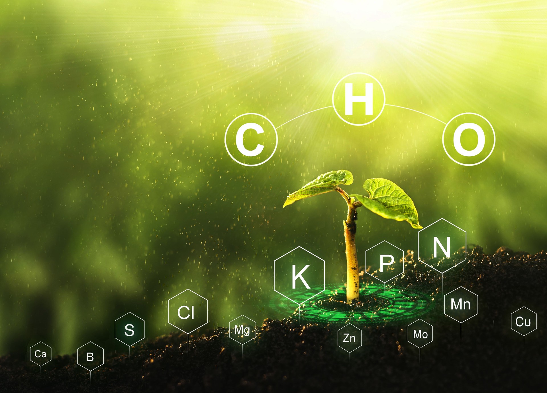 Fertilization and the role of nutrients in plant life with digital mineral nutrients. Seedlings are exuberant from abundant loamy soils.